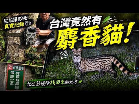 台灣野生動物珍貴夜間日常