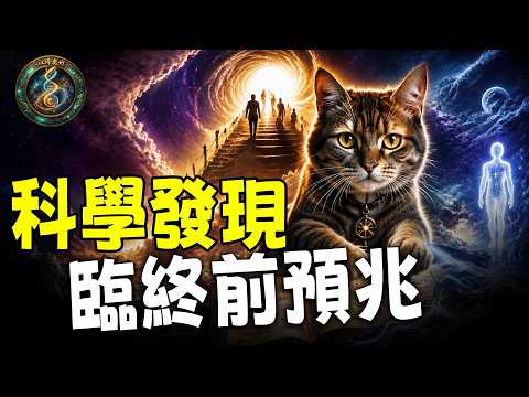 2026重大發現：死亡是跨維度的交接！這隻貓預測了100多人的死期！失智15年為何「臨終清醒」？揭開離世前72小時全球人類共享的夢境【江峰奧妙20260724第161期】