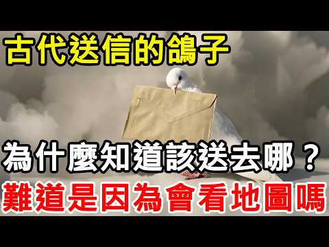 古裝劇裡的「飛鴿傳書」到底是怎麼認路的？