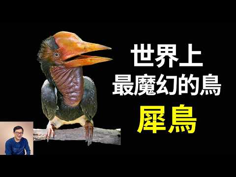 地球上最詭異的國鳥：頭頂巨型神祕凸起？盔犀鳥為何比象牙貴 5 倍、慘遭瘋狂滅絕？
